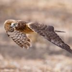 参与168棋牌,结识志同道合的棋牌爱好者 ypsznf8