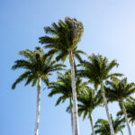 17153期足彩开奖结果最新公布与奖金分配详情 no4u0nii22